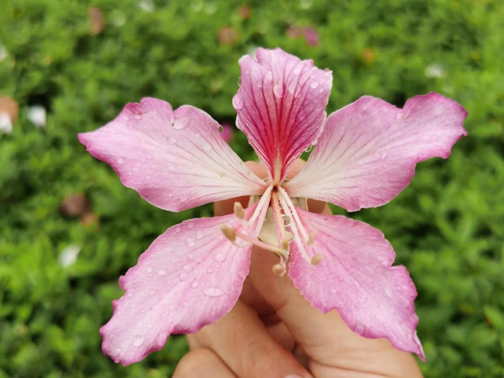 赏花旅游种什么花,春季去公园踏青上百种花让人眼花