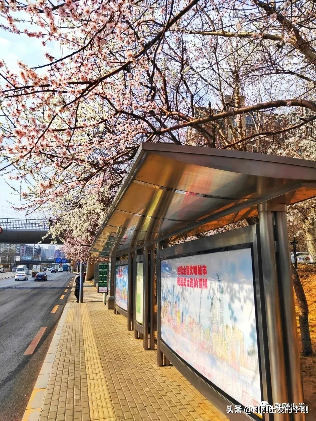 去大连看桃花是在几月份,大连哪里适合看金丝桃花