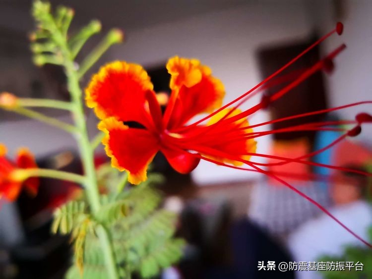 从发芽到开花的乐趣,从种子到果实成熟的感悟