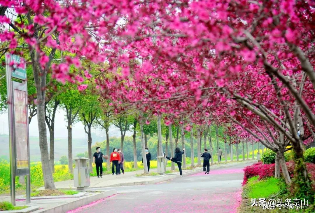 京山摄影爱好者,京山市摄影最牛的人