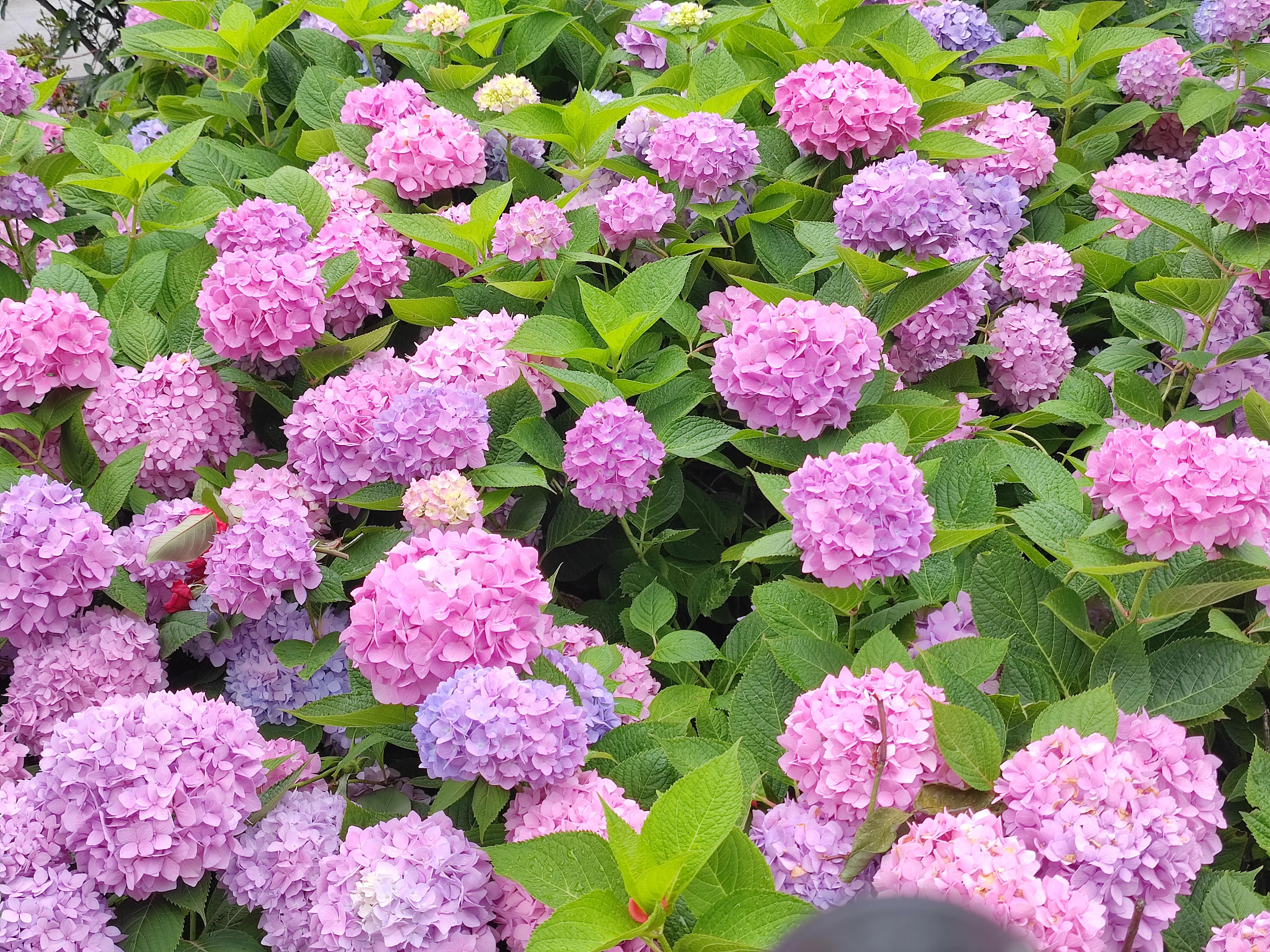 四季花开大花浓香型,奚秀兰演唱四季花开