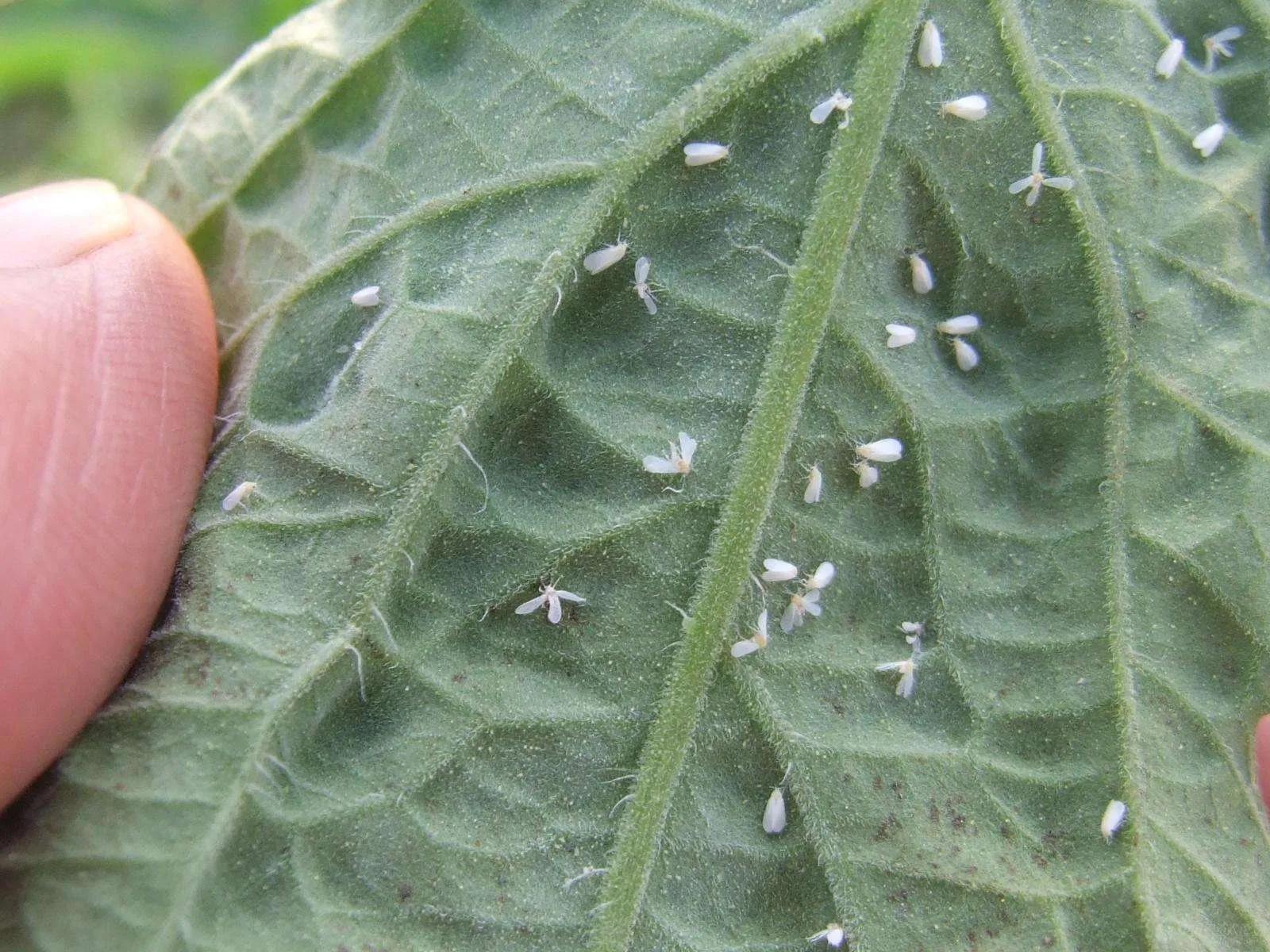 治粉虱最有效的土方法,治疗白色粉虱最有效的药