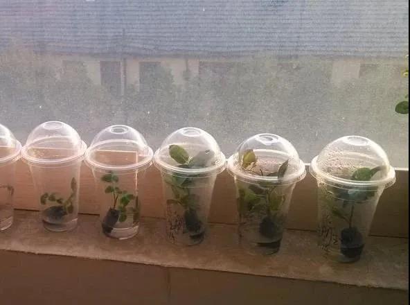 教你扦插大法扦插什么植物都能活,扦插小技巧栽培小妙招