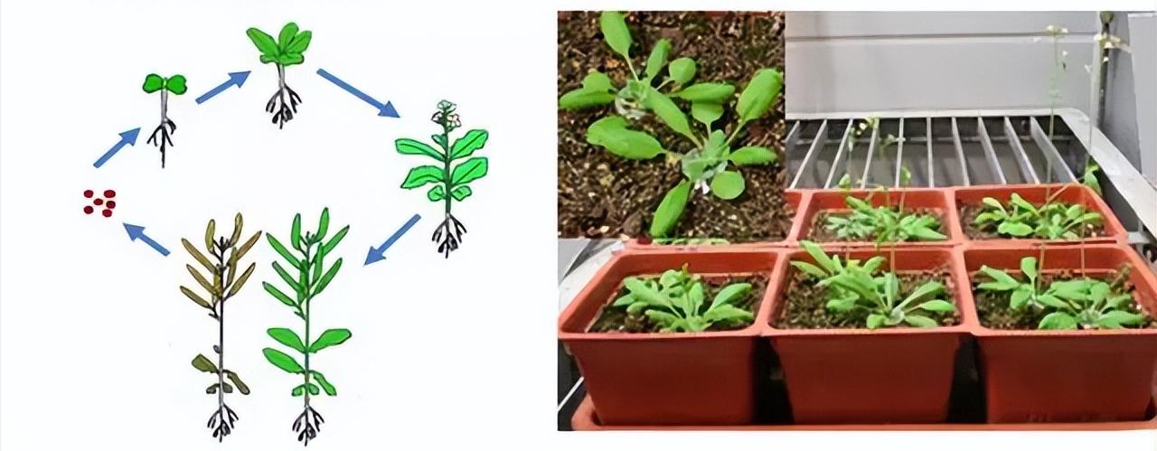 无线传感器网络技术：不同肥料处理下生长的秋葵的比较分析