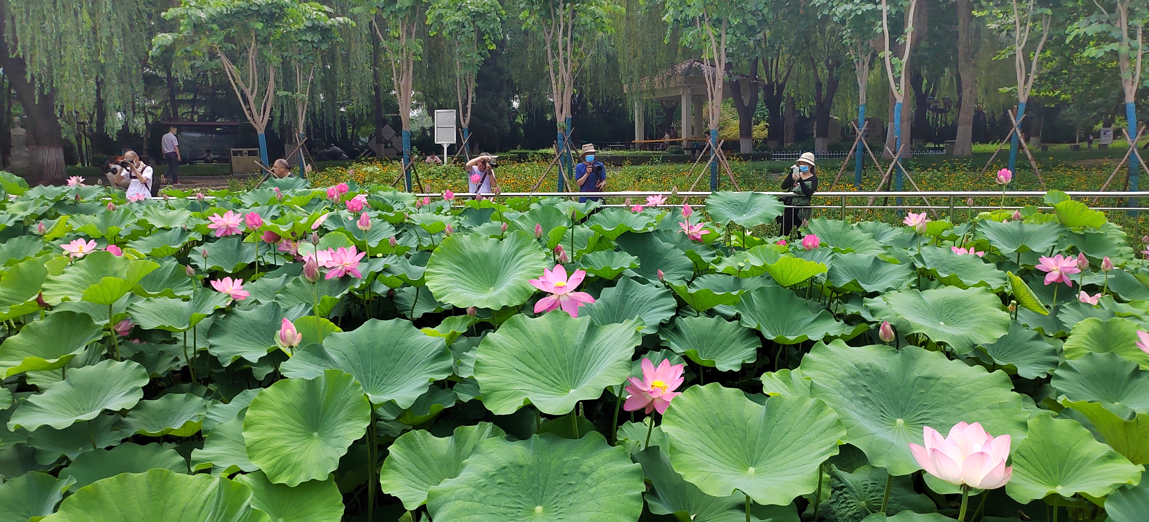 夏日已至赏荷正当时,洛阳赏荷游园