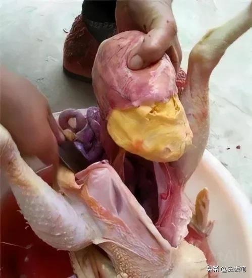 2016年她杀鸡时挖出400克“鸡宝”，拿到上海鉴定，后来怎么样了