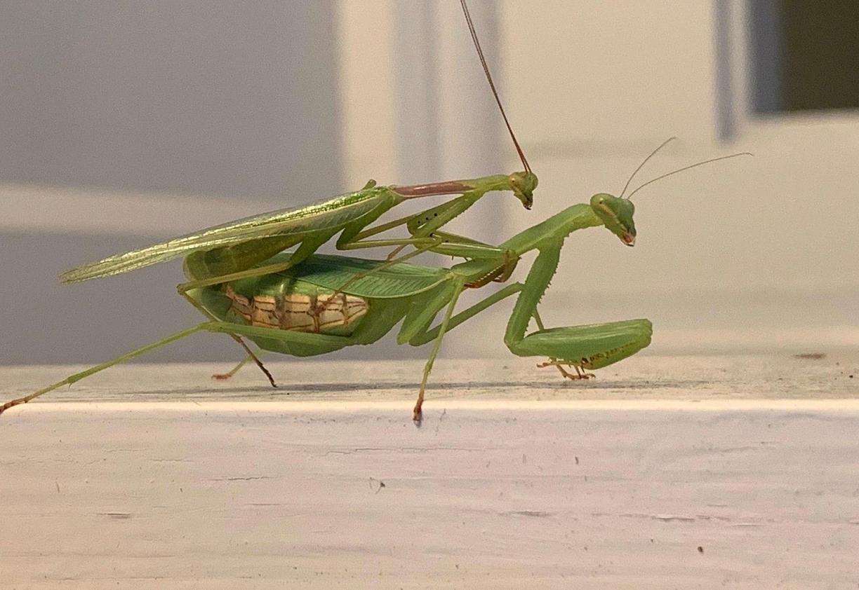 母螳螂一交配，就会吃自己的“丈夫”，难道不怕公螳螂反抗？