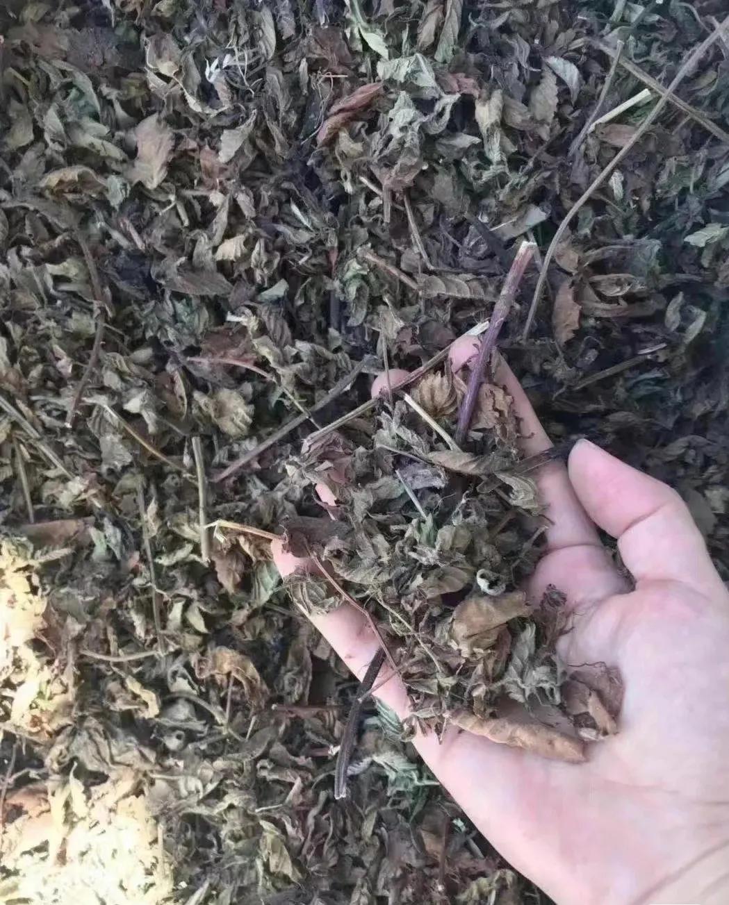 潮汕小吃草粿的详细做法,自助潮汕草粿