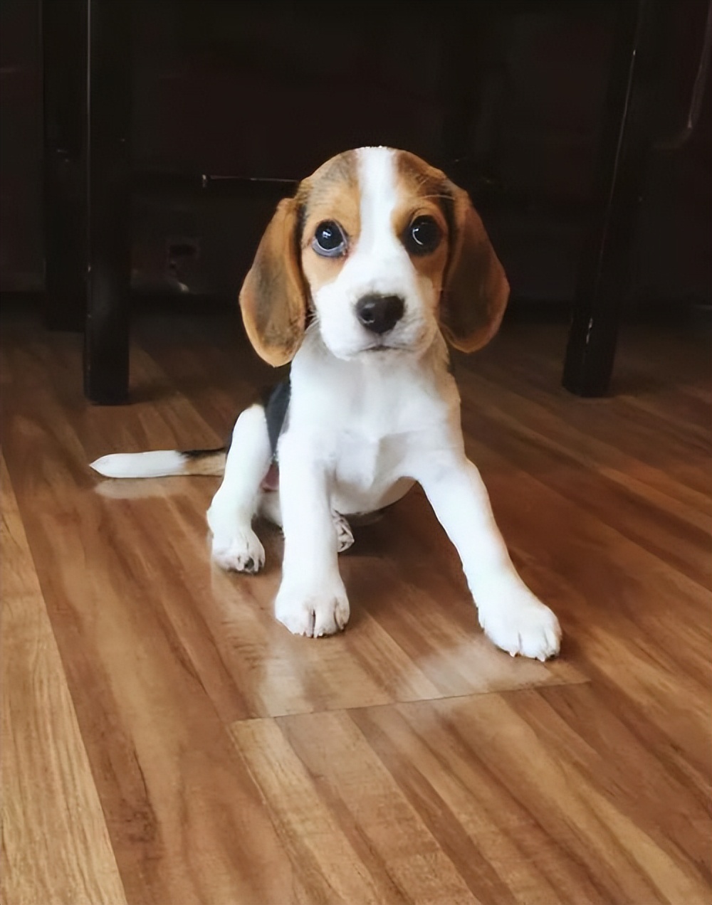 养狗新手推荐什么狗体味小不掉毛,养狗新手养什么狗可以保护主人