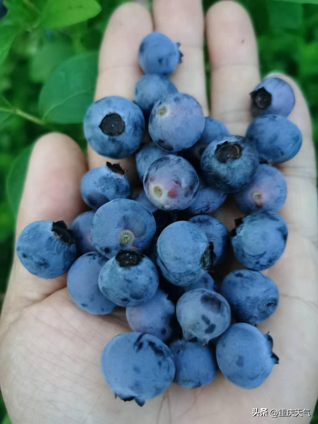 2023蓝莓采摘时间,重庆蓝莓采摘最佳时间