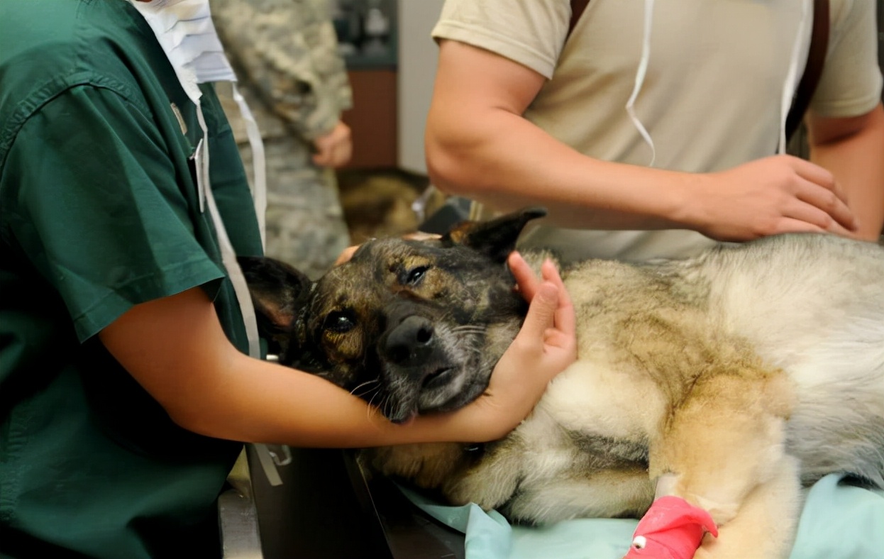 公狗切除睾丸后怎么护理,公狗绝育切下来的睾丸怎么处理