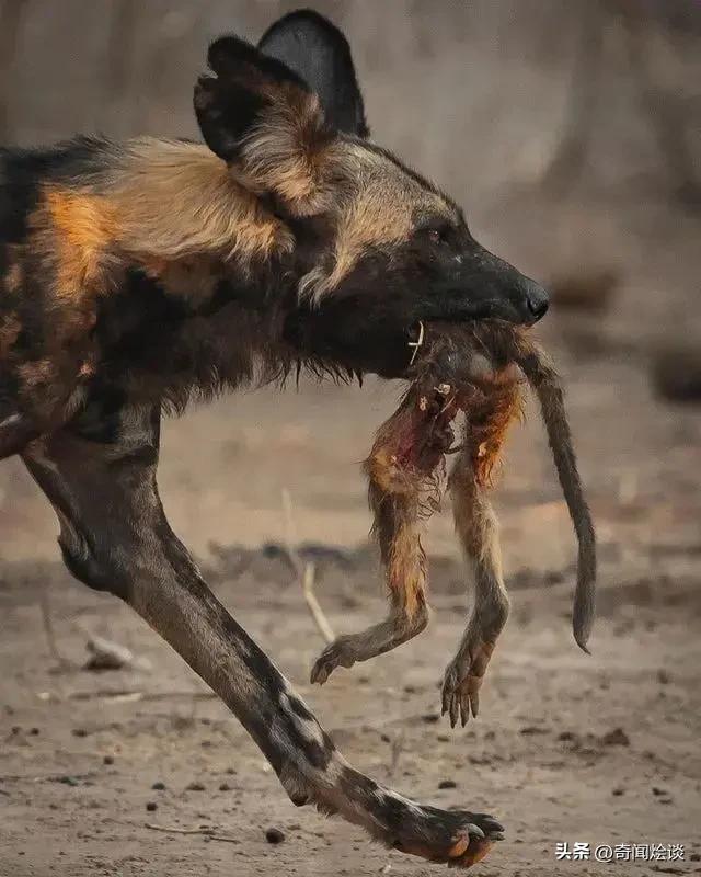 凶残的动物捕猎现场,盘点动物捕猎瞬间的迷惑行为