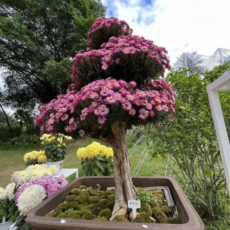 深圳市东湖公园一年一季的菊花展,深圳的东湖公园的菊花展漂亮极了