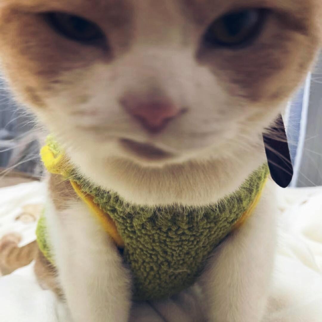 萌萌小猫头像大全可爱,动物头像猫咪可爱