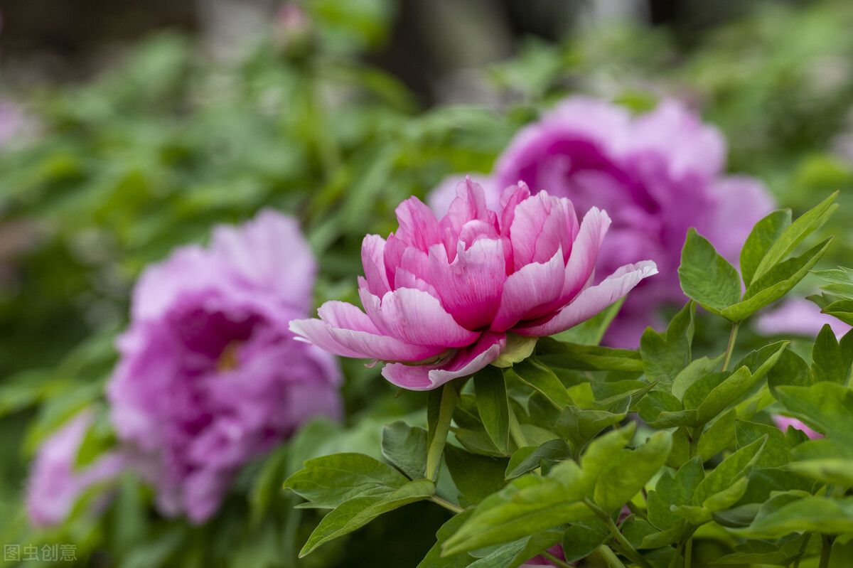 郭进拴｜大美的湖畔明珠