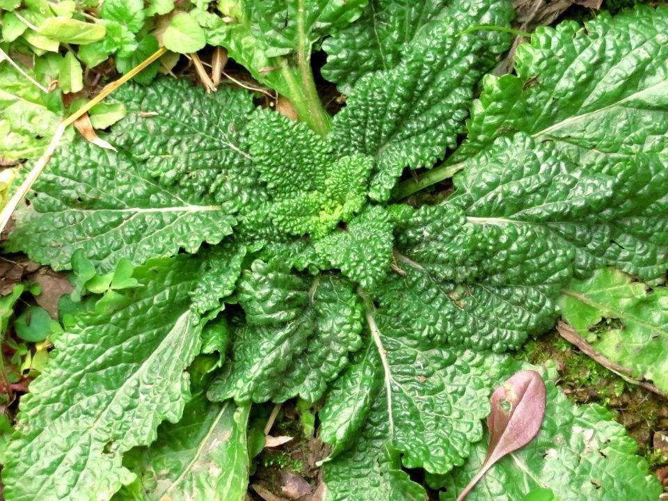 清明期间开的野花有哪些,清明节野花