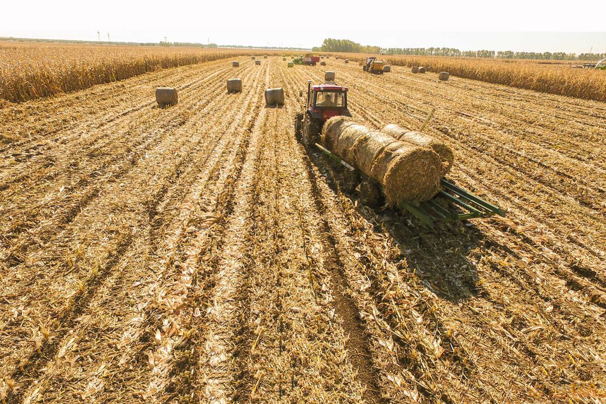 中国为什么不能烧秸秆,中国为什么可以烧柴