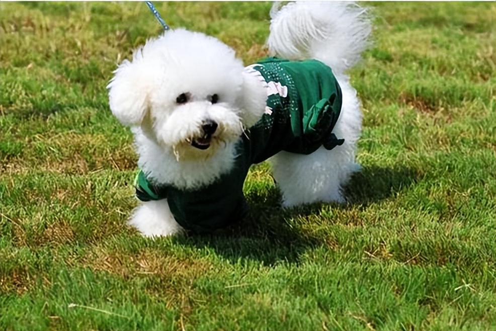 比熊出门就会“吃草”？可能在自救，宠主别傻傻不懂