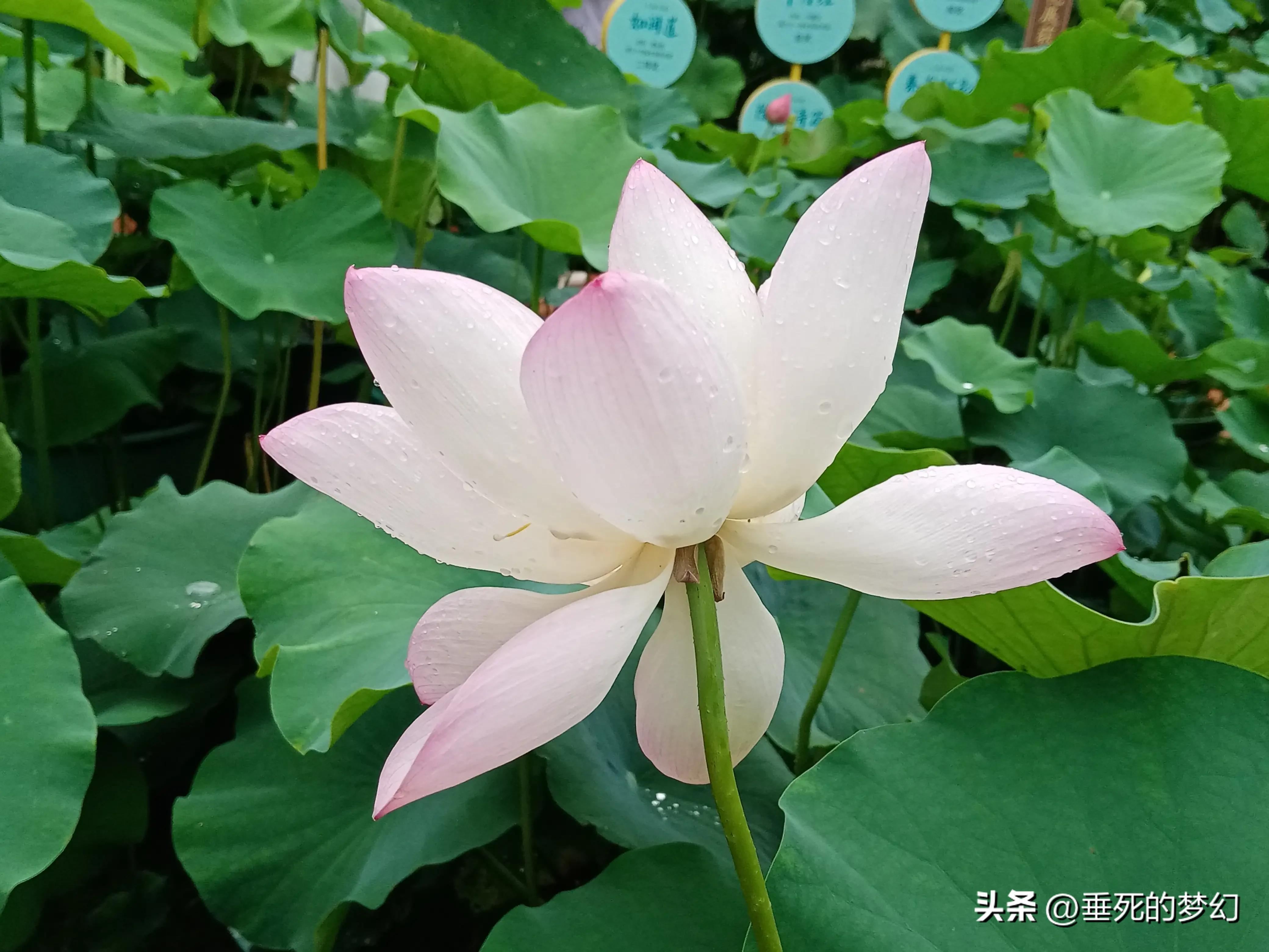 烟雨荷花情,荷花雨中