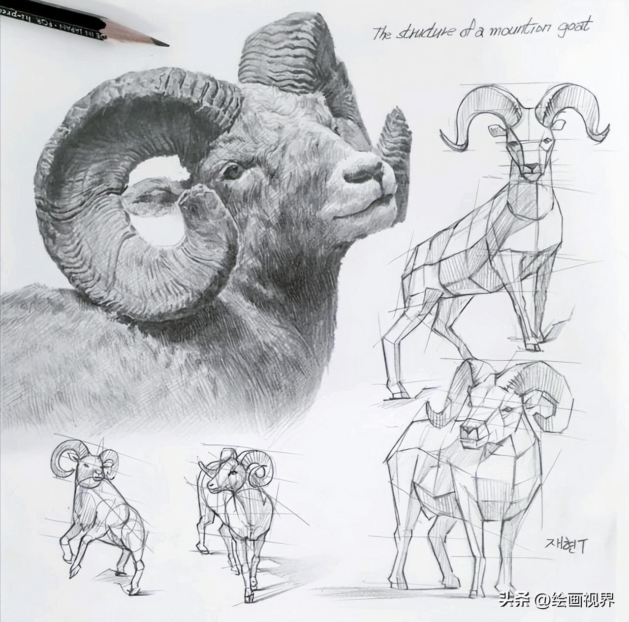 动物素描简笔画图片大全,动物素描很难画出体积感