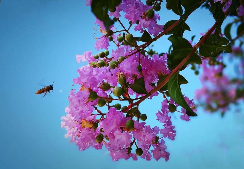 一树紫薇花,一树一树的紫薇花开