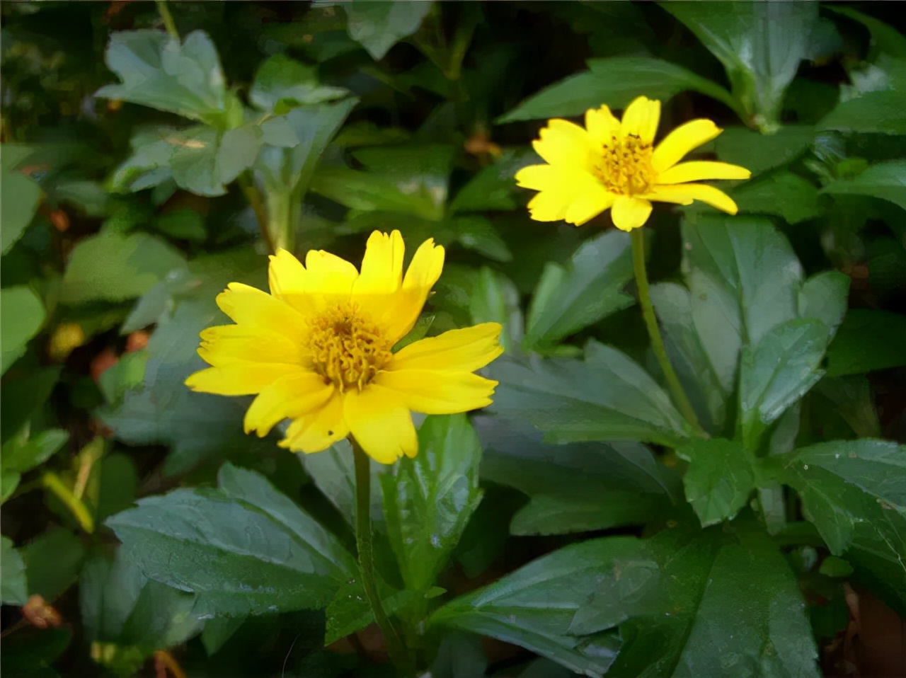 公园路边植物图片,路边的小植物有哪些