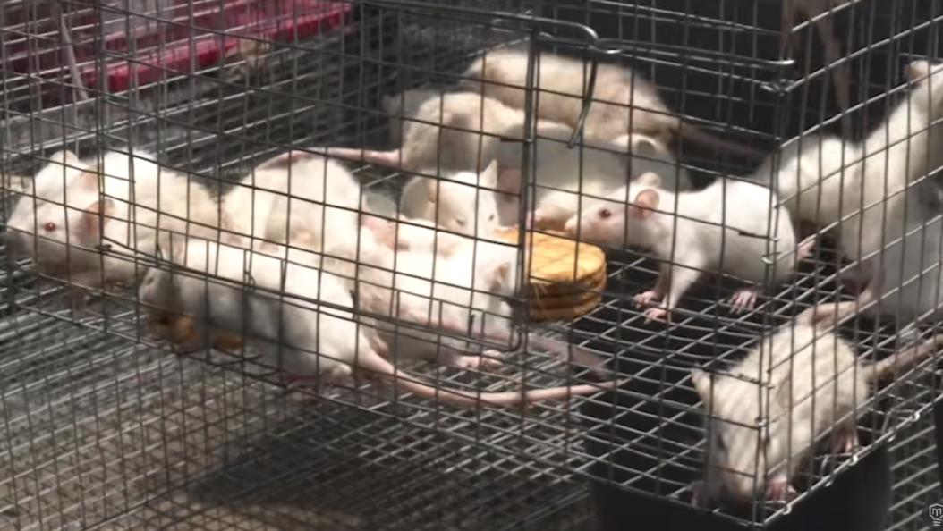 用伟哥、蟑螂和臭气弹，几位侠客对印度诈骗团伙进行了正义制裁