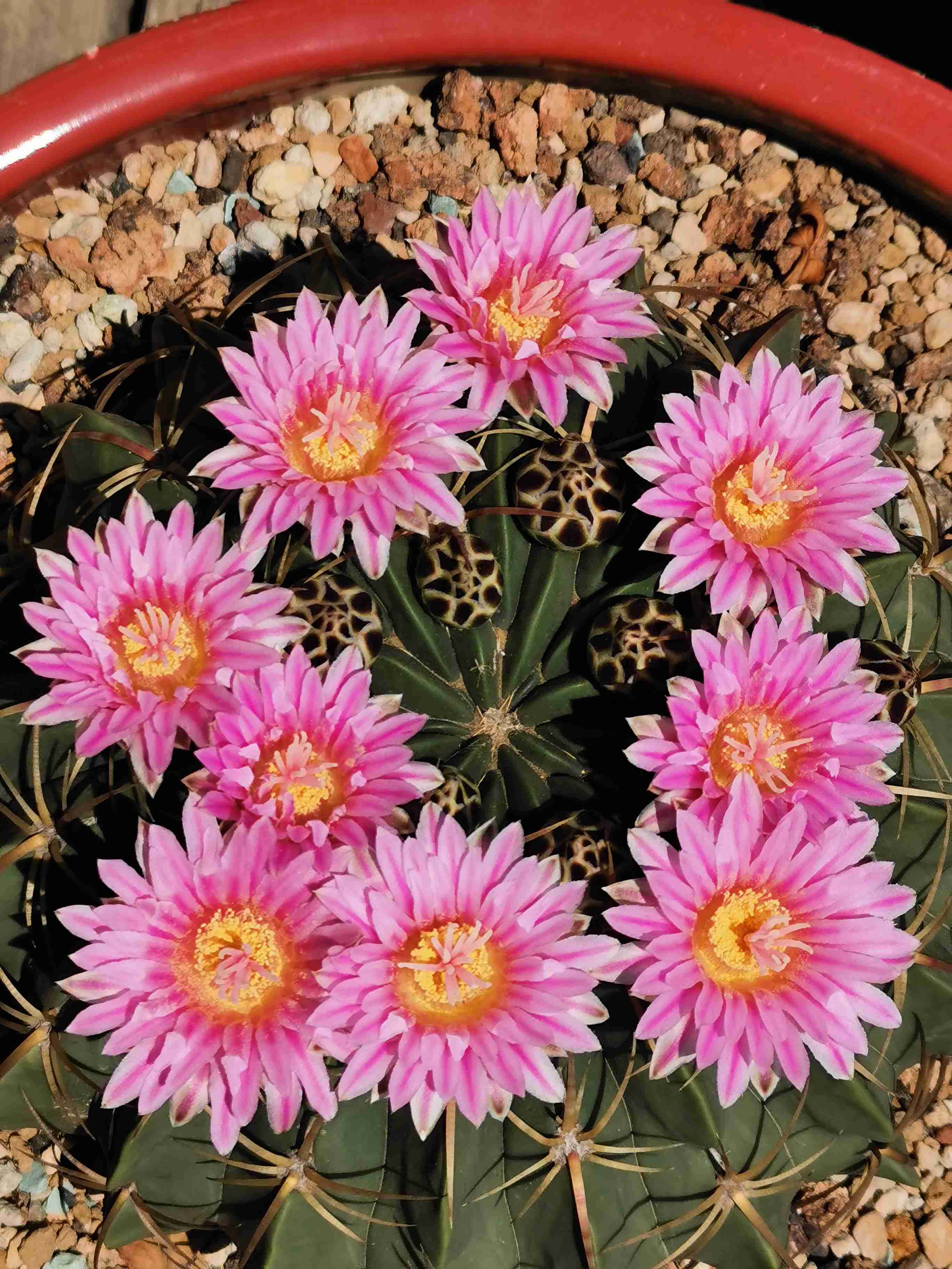 凌波和赤城仙人球多大能开花,赤城仙人球和海王丸仙人球哪个好