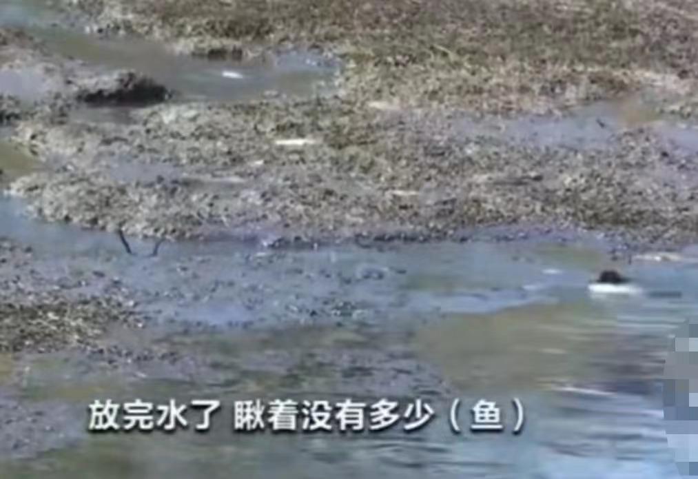 两百多斤巨蟒,街上最大的巨蟒有多可怕