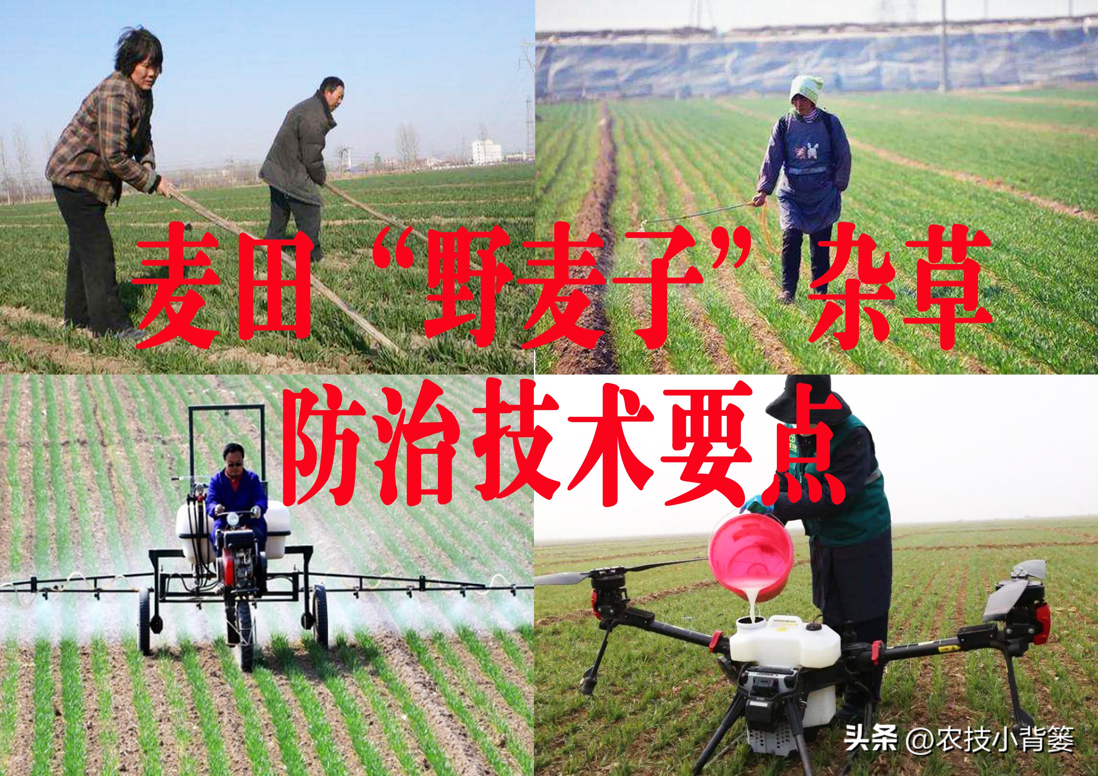 野麦子和阔叶杂草一起打行吗,野麦子怎么防治最好