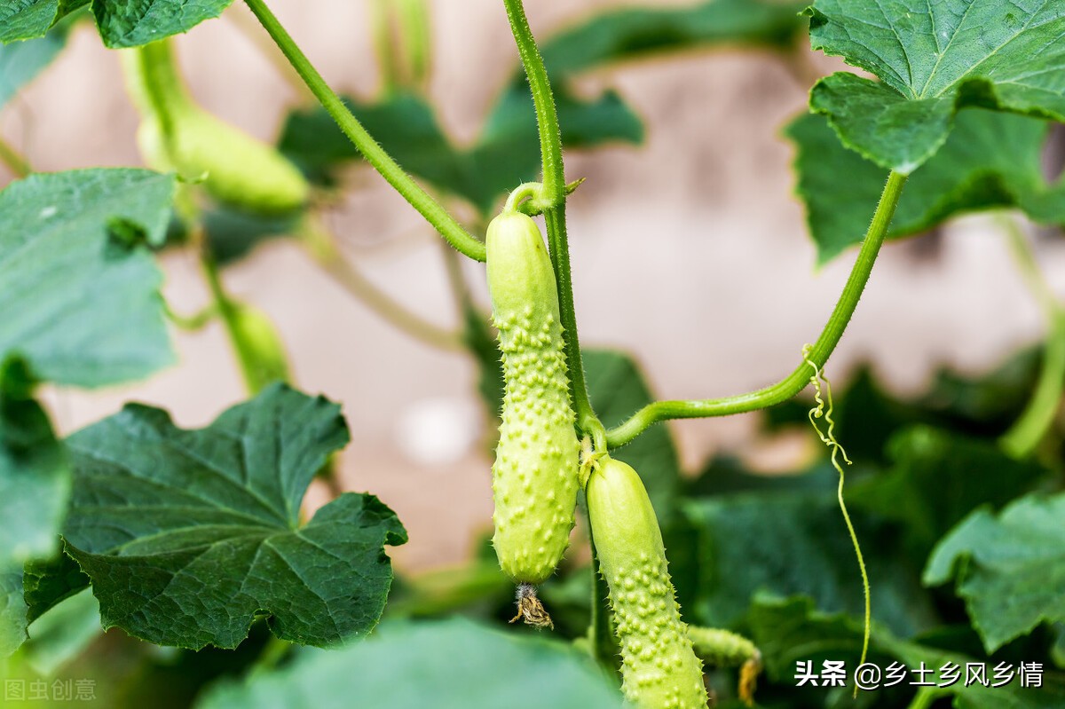 种的黄瓜发软是怎么回事,种的黄瓜有味是什么原因