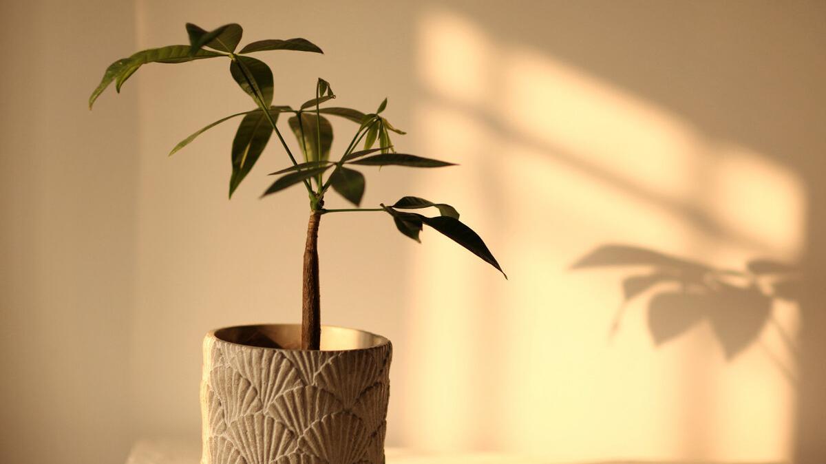 家中养8种盆栽树,客厅养什么盆栽树最好