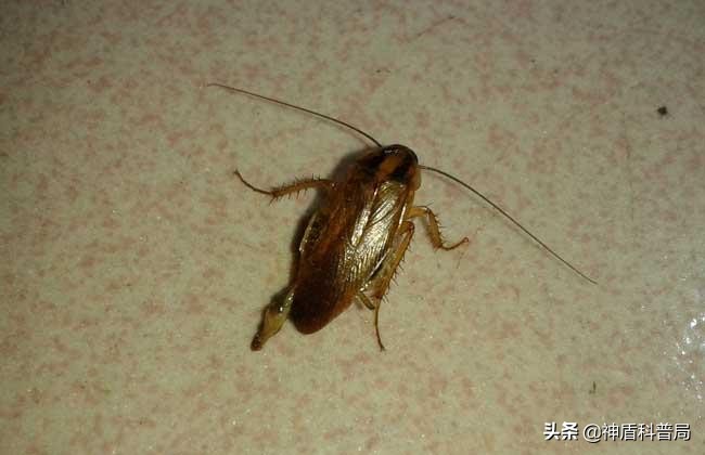 明明蟑螂爬到身上就不见了,有人把蟑螂给踩死了