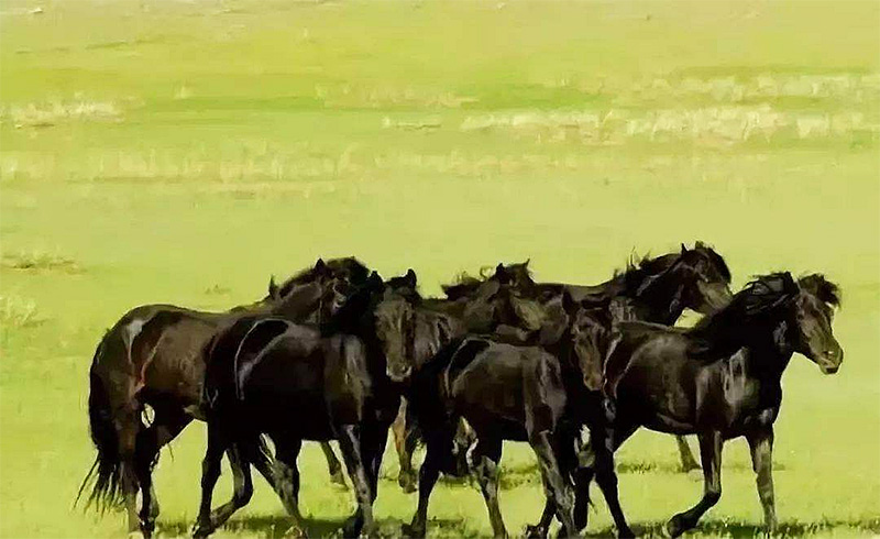 草原十大霸主是谁,草原四大名马