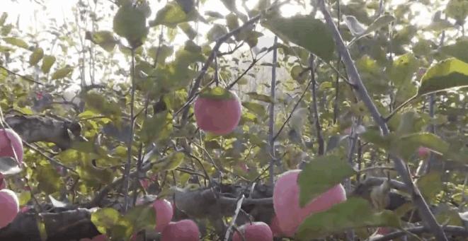太行山上的红苹果,太行山上红苹果