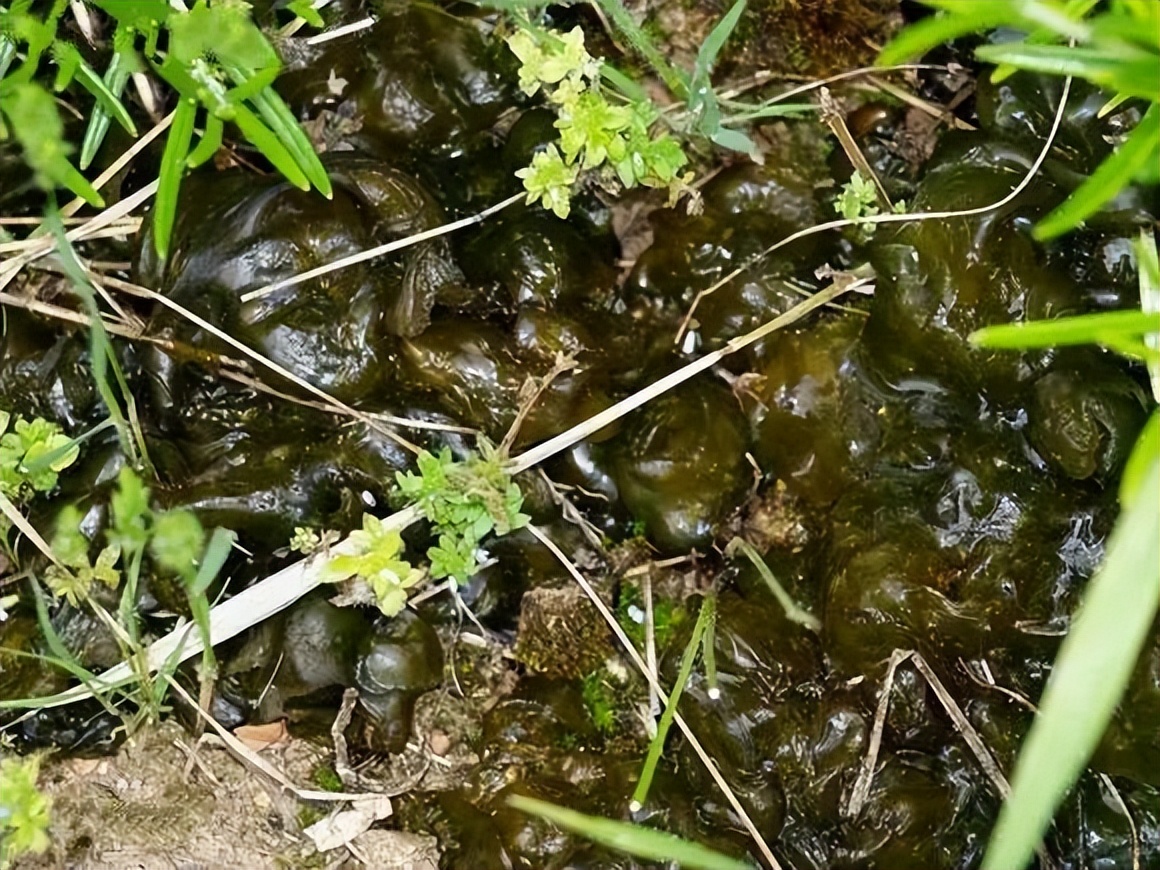 我国湖南的“争议很大”的5大美食，当地人吃不腻，外地人冒冷汗