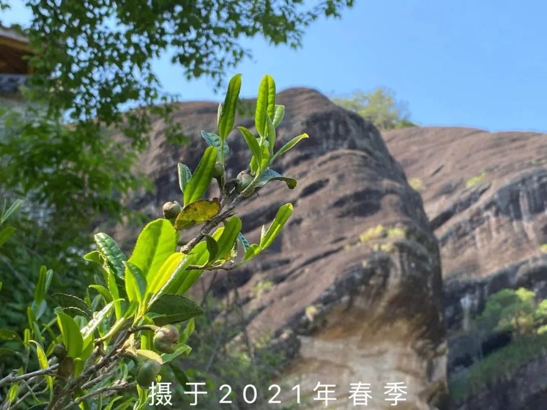 炭焙茶大红袍肉桂水仙,喝岩茶大红袍水仙肉桂