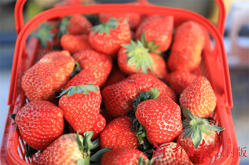 信阳市平桥区:“85后”小伙逐梦田园过上了向往的“莓”好生活