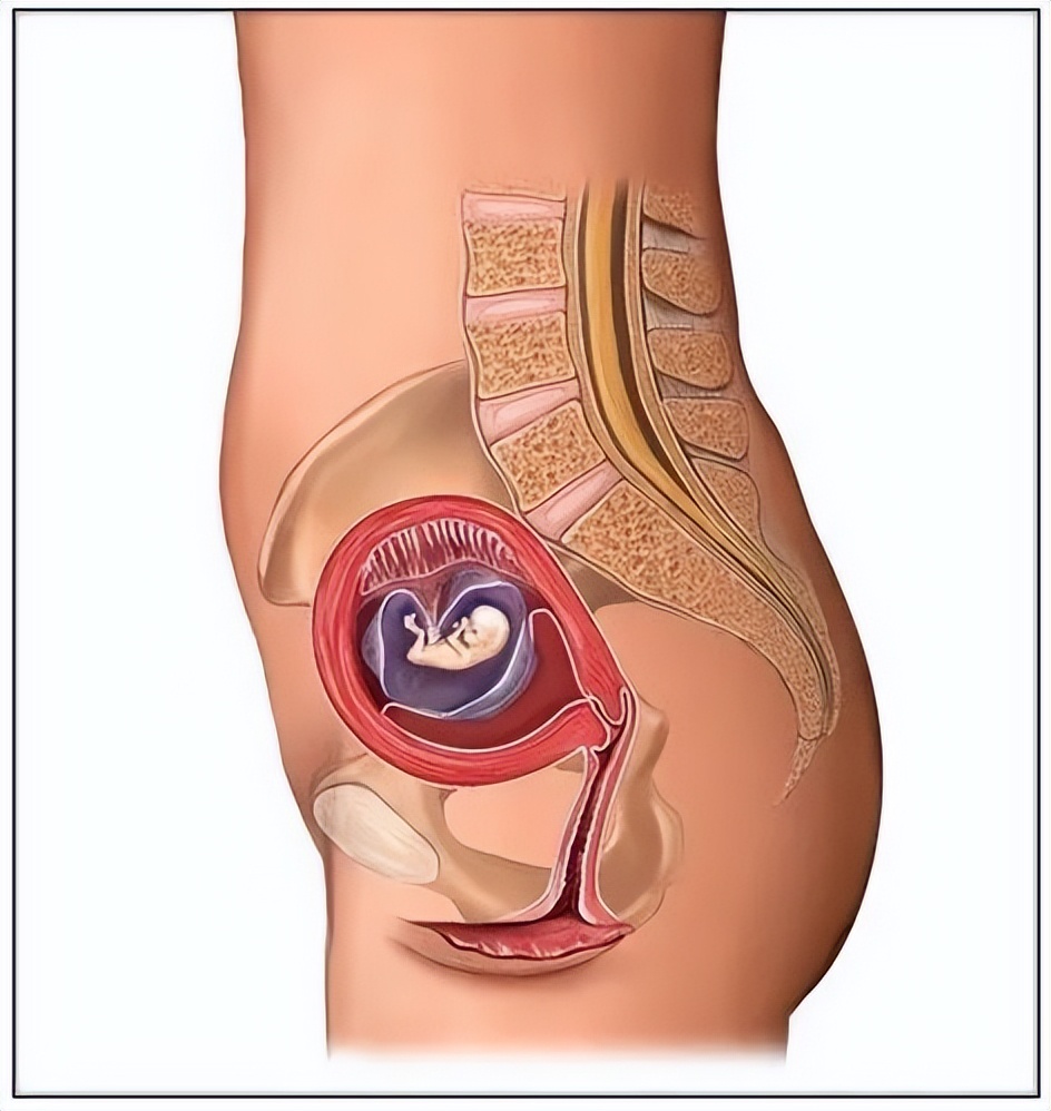 孕妈妈的身体有3种表现,孕妈妈孕早期有哪些症状