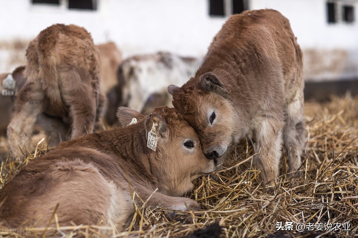 牛价上涨养牛人应该注意哪些问题,牛价严重低迷还合适养牛吗
