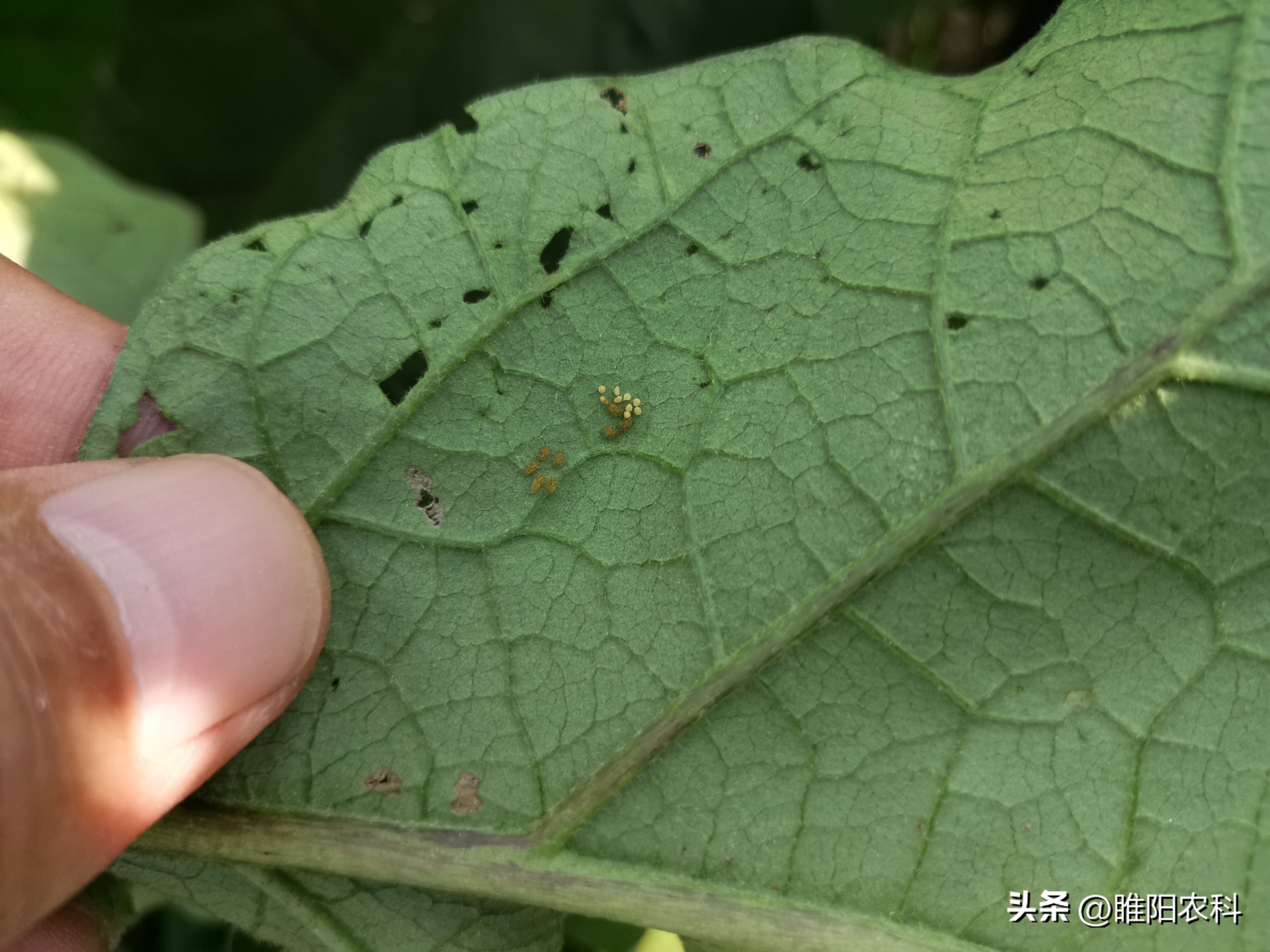 甲维盐和哪些杀菌药配,甲维盐杀虫几天看到效果