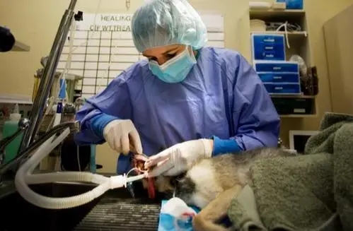 狗狗新手攻略笔记,狗狗饲养指南txt