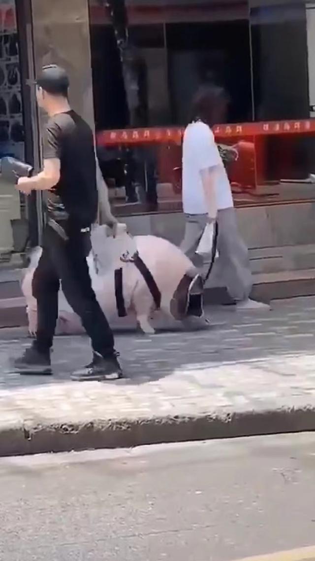 儿童养宠物猪,养的宠物猪变大