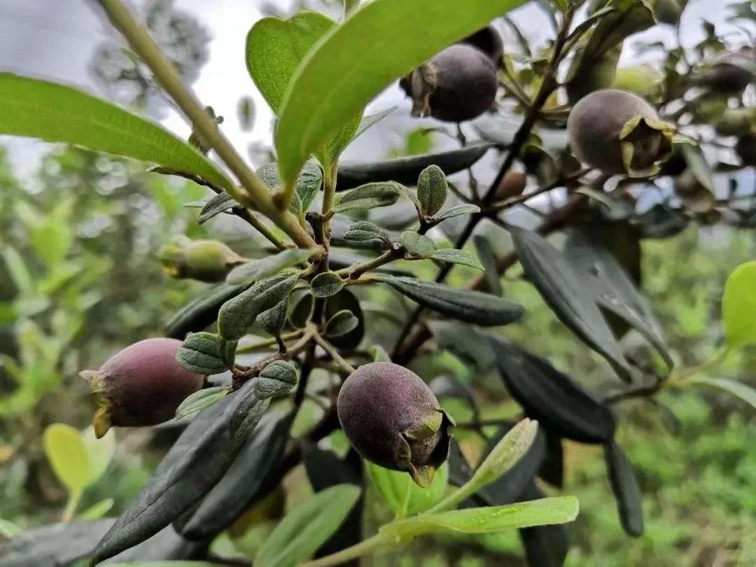 在广西，你永远不知道天上会掉下来什么