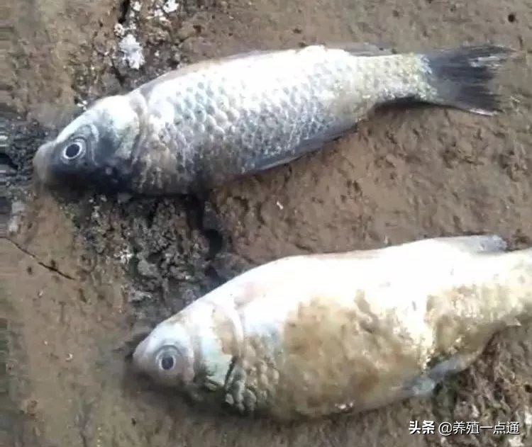 食盐能不能治疗鱼腹水病,盐治疗鱼病用量