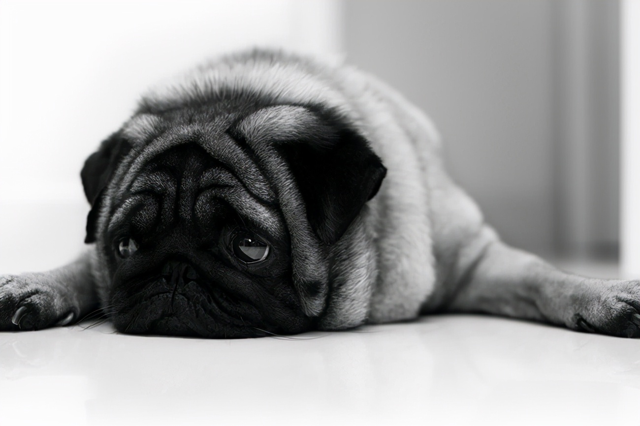 巴哥犬身上起疙瘩痒用什么药,巴哥犬发臭怎么办