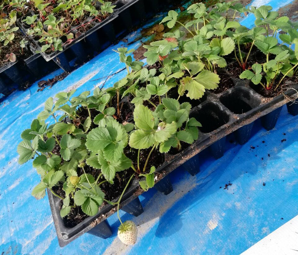 阳台种草莓的技巧和正确方式,在家里阳台种草莓收获时的喜悦