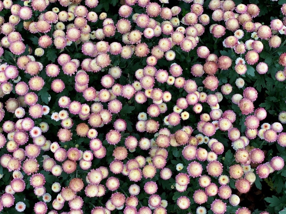 东湖公园赏菊花,深圳市东湖公园一年一季的菊花展