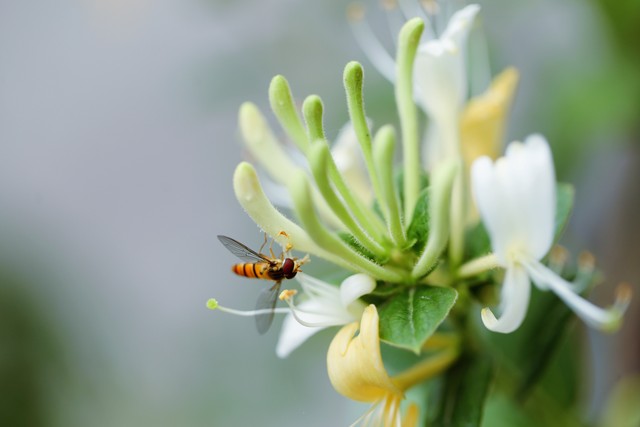 步长清热解毒胶囊功效,清热解毒胶囊功效作用