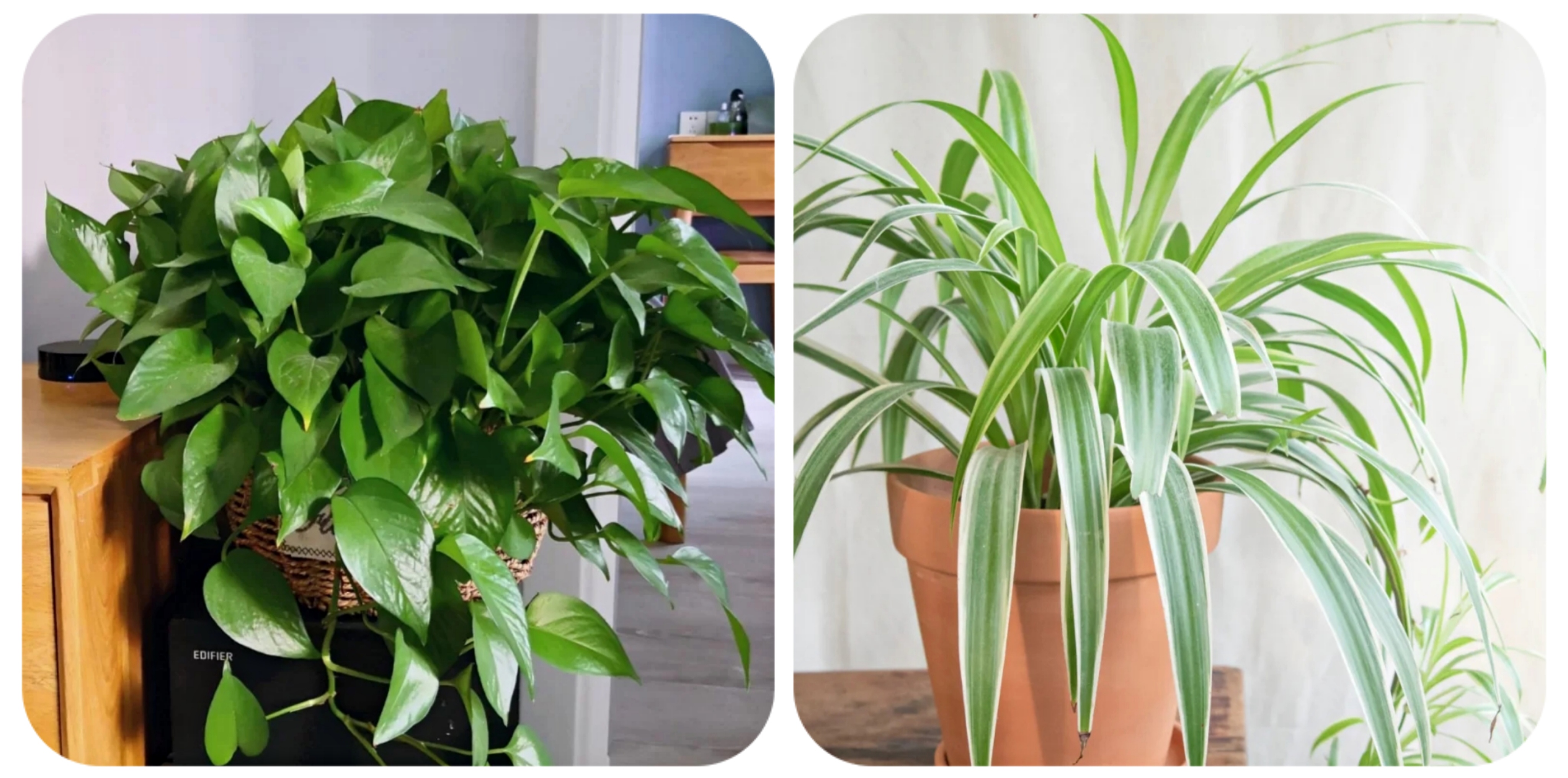 100种花能养在阳台上，50种开花的，40种绿植，10种蔬果